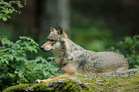 wolves that live in forest